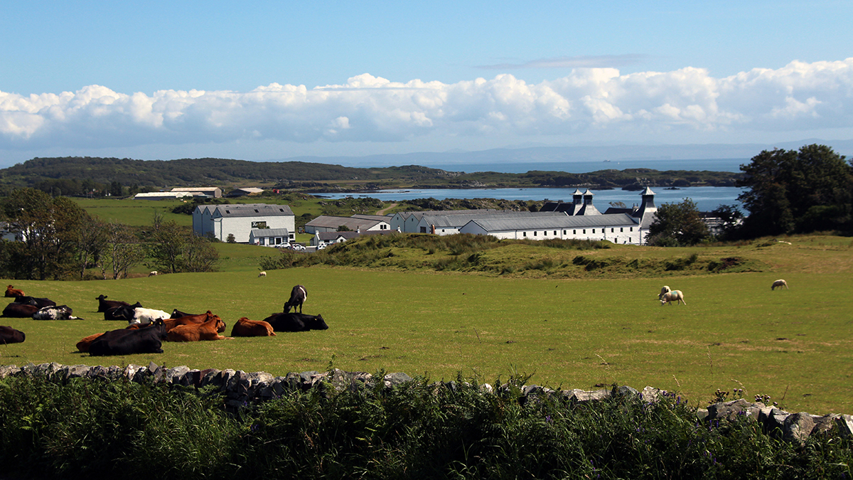 Im Hintergrund steht die Ardbeg-Brennerei direkt am Meer, im Vordergrund befindet sich eine grüne Wiese mit weidenden Kühen